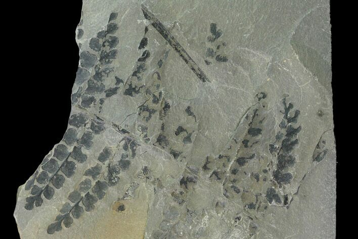 Pennsylvanian Fossil Fern (Sphenopteris) Plate - Kentucky #138537